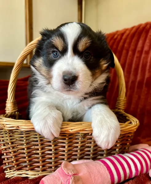 spettacolari cucciola di pastore australiano australian shepherd per ladozione | Foto 3