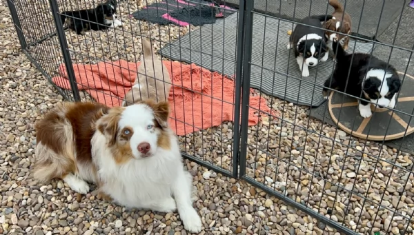 spettacolari cucciola di pastore australiano australian shepherd per ladozione | Foto 2