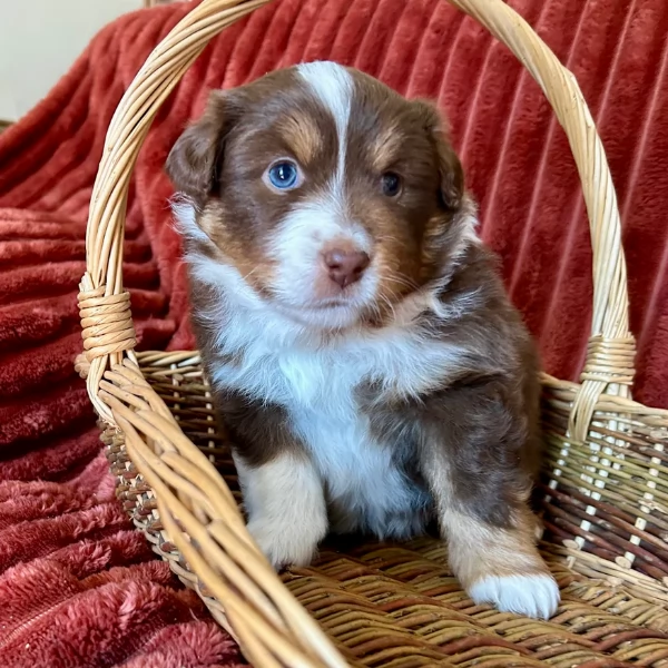 spettacolari cucciola di pastore australiano australian shepherd per ladozione | Foto 0