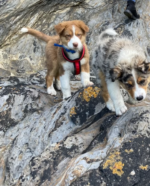 spettacolari cucciola di pastore australiano australian shepherd per ladozione