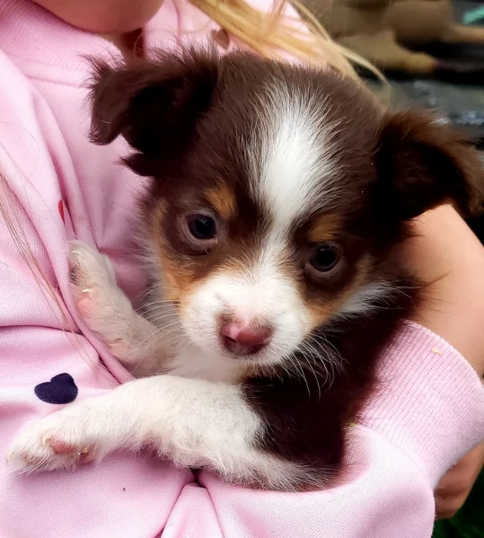 spettacolari cucciola di pastore australiano australian shepherd per ladozione | Foto 0