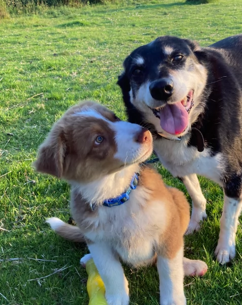 spettacolari cucciola di pastore australiano australian shepherd per ladozione | Foto 3