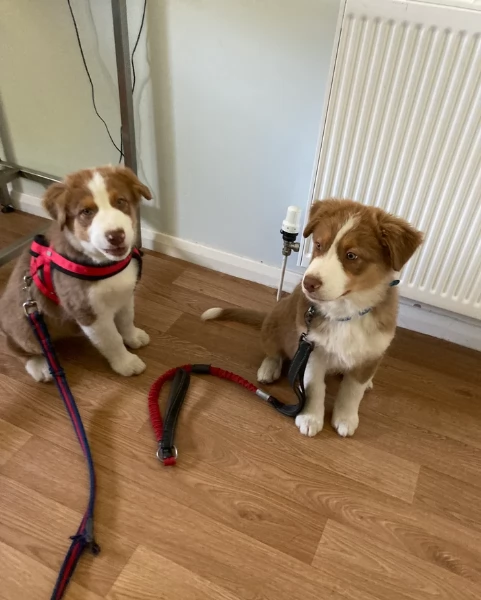 spettacolari cucciola di pastore australiano australian shepherd per ladozione