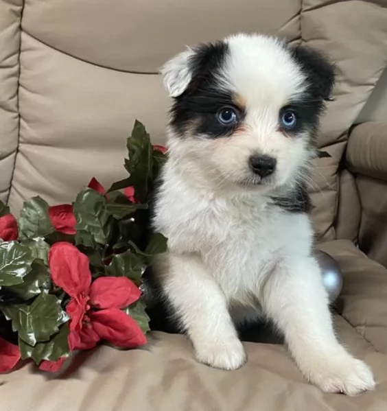 spettacolari cucciola di pastore australiano australian shepherd per ladozione | Foto 4