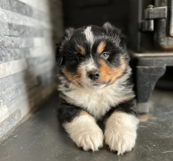 spettacolari cucciola di pastore australiano australian shepherd per ladozione