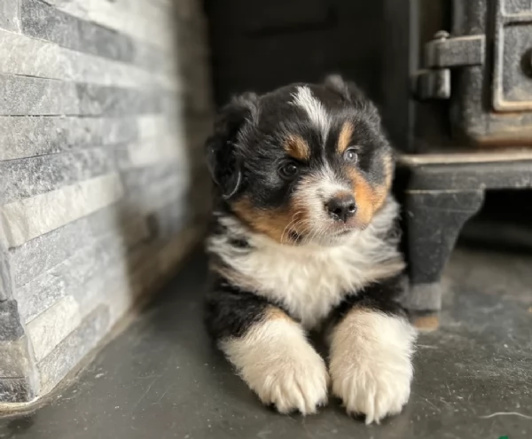 spettacolari cucciola di pastore australiano australian shepherd per ladozione | Foto 4