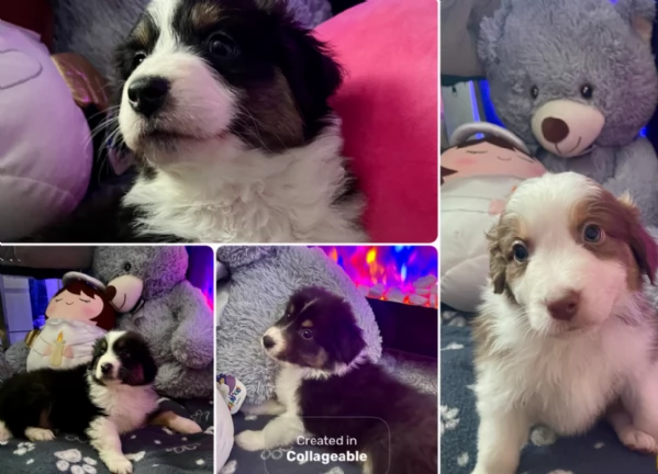 spettacolari cucciola di pastore australiano australian shepherd per ladozione