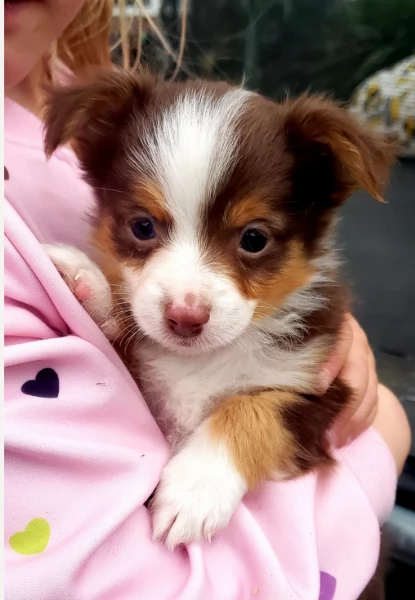 spettacolari cucciola di pastore australiano australian shepherd per ladozione | Foto 4