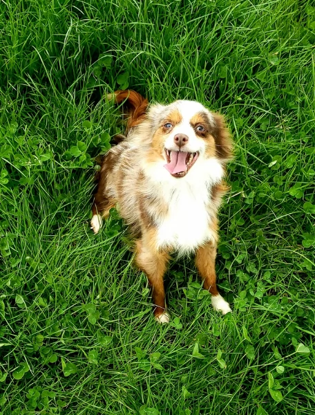 spettacolari cucciola di pastore australiano australian shepherd per ladozione | Foto 0