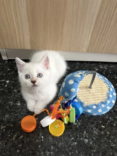 Cuccioli british shorthair a Genova