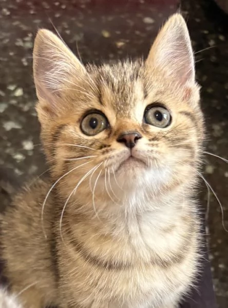 Cuccioli british shorthair a Genova | Foto 6