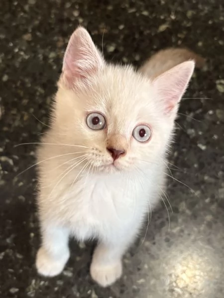 Cuccioli british shorthair a Genova | Foto 5