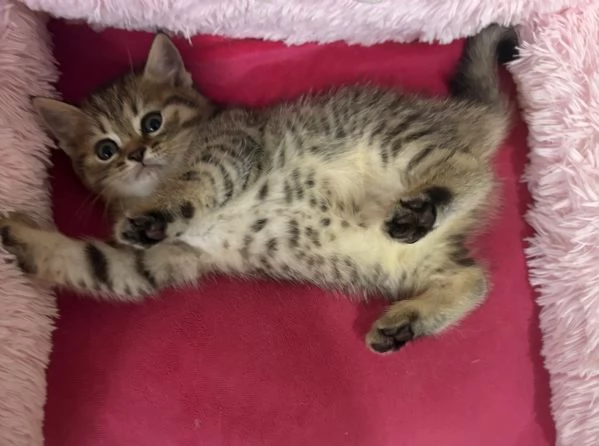 Cuccioli british shorthair a Genova | Foto 4