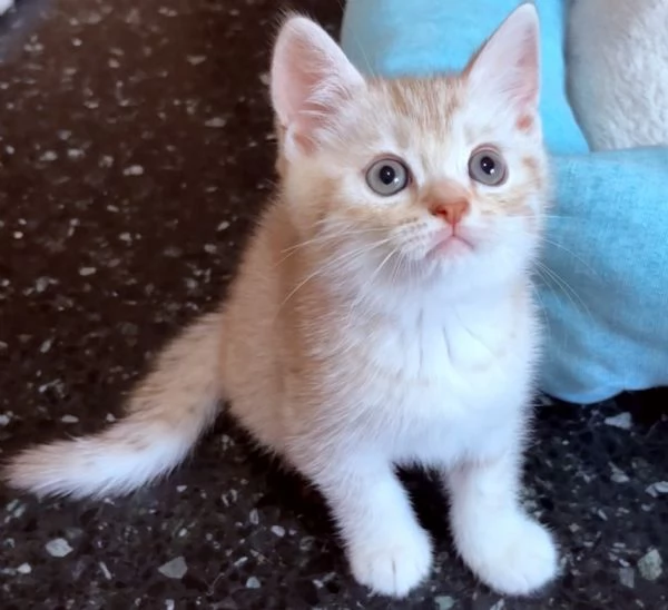 Cuccioli british shorthair a Genova | Foto 3