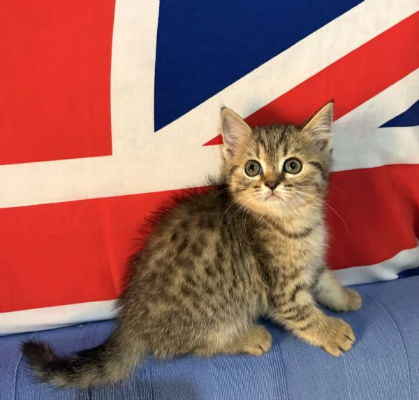 Cuccioli british shorthair a Genova | Foto 2
