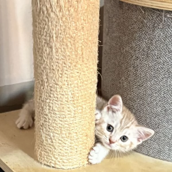 Cuccioli british shorthair a Genova | Foto 1