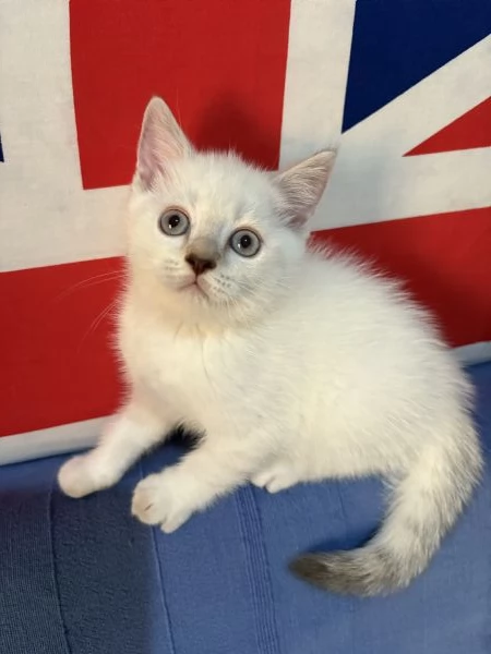 Cuccioli british shorthair a Genova | Foto 0