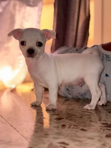 Vendo bellissimo Chihuahua