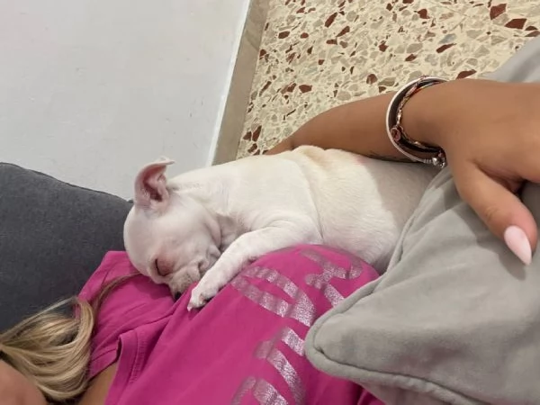 Vendo bellissimo Chihuahua | Foto 2