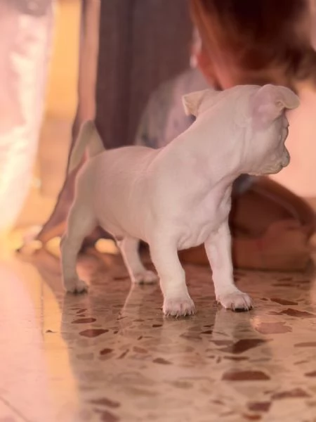 Vendo bellissimo Chihuahua | Foto 1