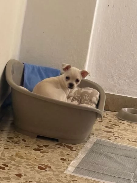 Vendo bellissimo Chihuahua | Foto 0