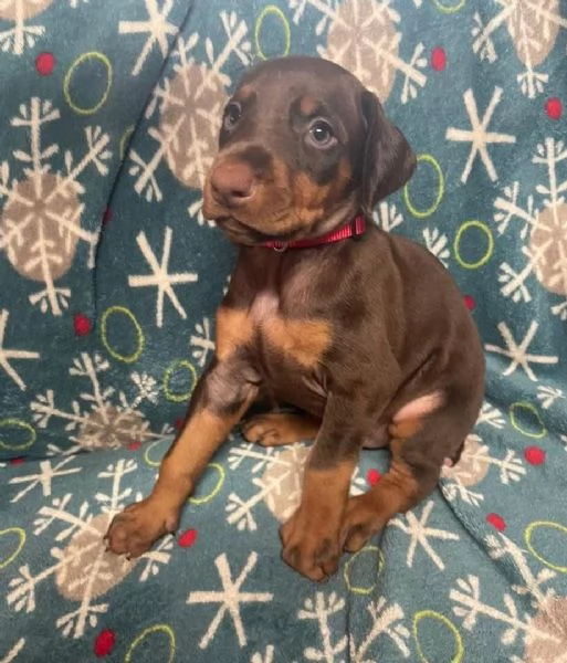 Offerta di adozione maschio e femmina.  DOBERMANN | Foto 0