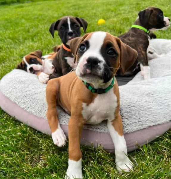 Offerta di adozione maschio e femmina.  BOXER  | Foto 0