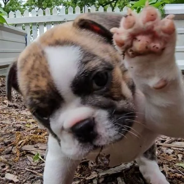 Offerta di adozione maschio e femmina.    BULLDOG INGLESE