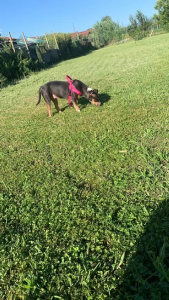 Regalo femmina Pitbull tre anni | Foto 0