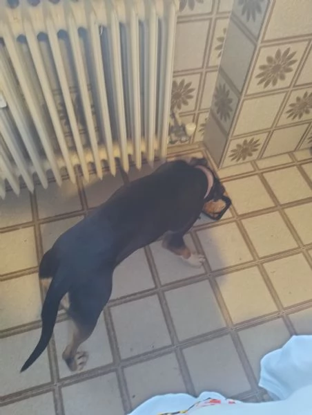 Regalo femmina Pitbull tre anni