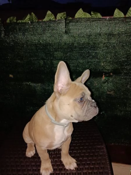 Vendo bulldog francese  di 3 mesi