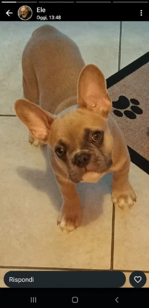 Vendo bulldog francese  di 3 mesi | Foto 2