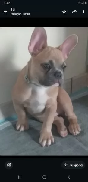 Vendo bulldog francese  di 3 mesi | Foto 1