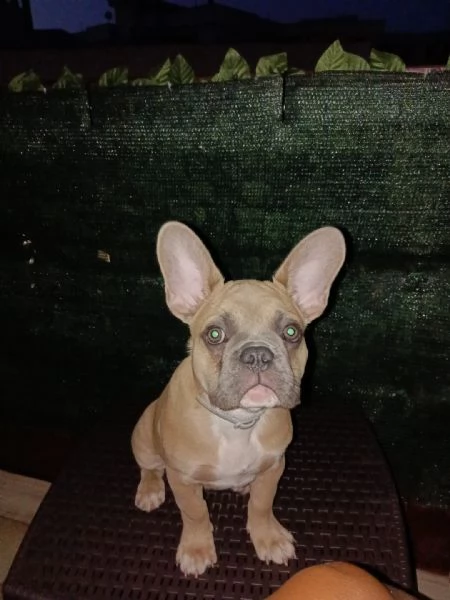 Vendo bulldog francese  di 3 mesi | Foto 0