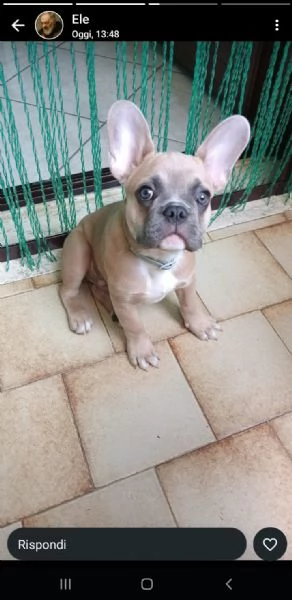 Buldoge francese  | Foto 0