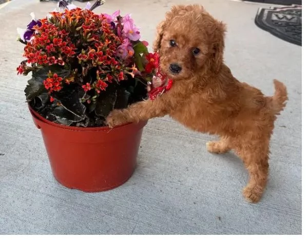 Cavapoo femmina pronta per la sua casa per sempre