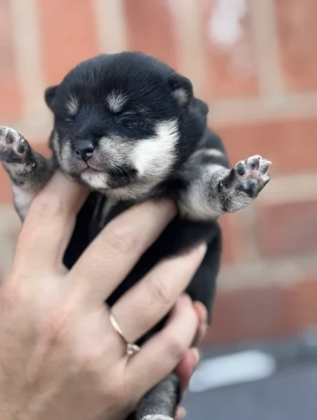 cucciolo di Shibas per adozione | Foto 6