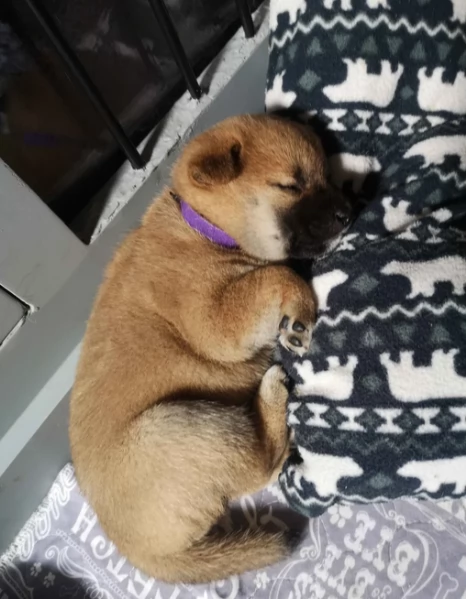 cucciolo di Shibas per adozione | Foto 5