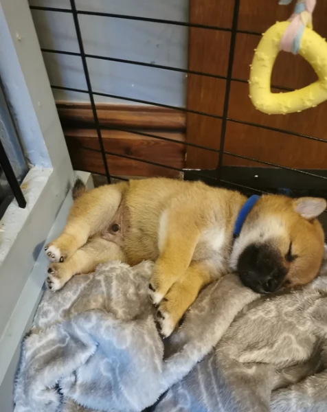 cucciolo di Shibas per adozione | Foto 4