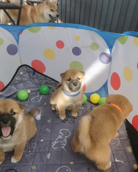 cucciolo di Shibas per adozione | Foto 3