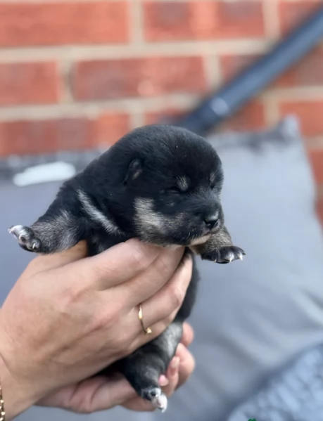 cucciolo di Shibas per adozione | Foto 1