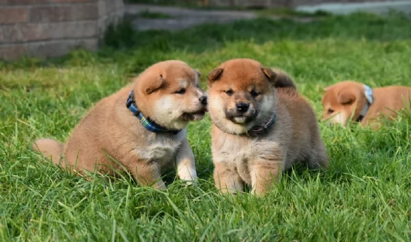 cucciolo di Shibas per adozione | Foto 0