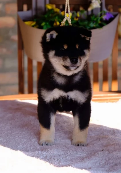 cucciolo di Shibas per adozione | Foto 5