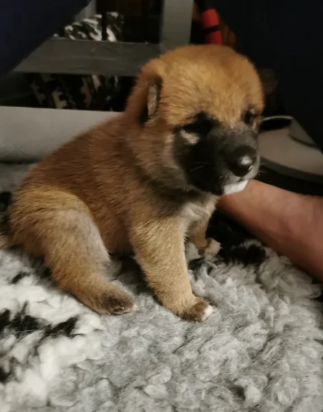 cucciolo di Shibas per adozione