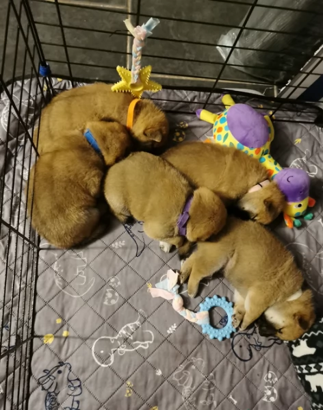 cucciolo di Shibas per adozione | Foto 6
