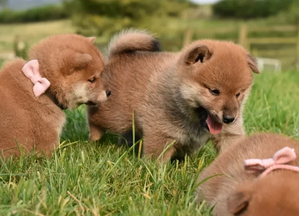 cucciolo di Shibas per adozione | Foto 5