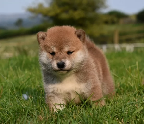 cucciolo di Shibas per adozione