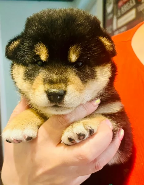 cucciolo di Shibas per adozione | Foto 6