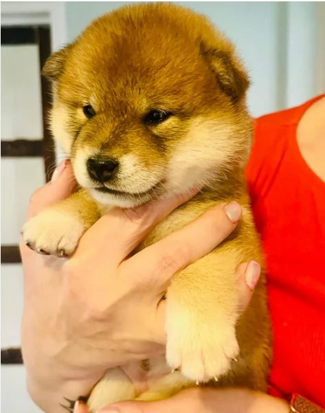 cucciolo di Shibas per adozione | Foto 5