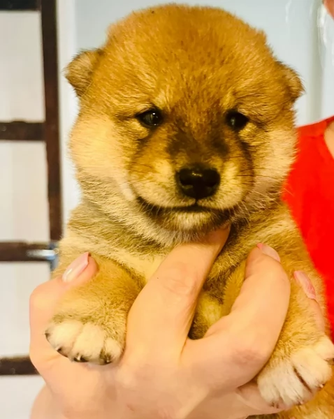 cucciolo di Shibas per adozione | Foto 4